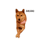 柴犬ももちゃん 写真バージョン（個別スタンプ：22）