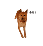 柴犬ももちゃん 写真バージョン（個別スタンプ：23）