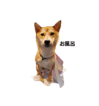 柴犬ももちゃん 写真バージョン（個別スタンプ：24）