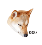 柴犬ももちゃん 写真バージョン（個別スタンプ：26）