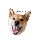 柴犬ももちゃん 写真バージョン（個別スタンプ：27）
