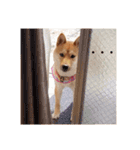 柴犬ももちゃん 写真バージョン（個別スタンプ：30）