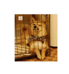 柴犬ももちゃん 写真バージョン（個別スタンプ：31）