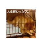 柴犬ももちゃん 写真バージョン（個別スタンプ：32）
