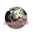 シュナとスコッチの日常（個別スタンプ：2）