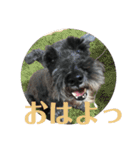 シュナとスコッチの日常（個別スタンプ：4）