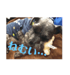 シュナとスコッチの日常（個別スタンプ：5）