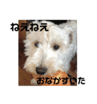 シュナとスコッチの日常（個別スタンプ：12）