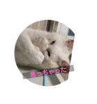 てつ  二才記念 はじめまして（個別スタンプ：3）
