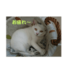 てつ  二才記念 はじめまして（個別スタンプ：6）