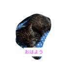 凛ファミリー（個別スタンプ：1）