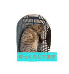 凛ファミリー（個別スタンプ：8）