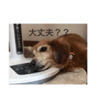 ももちゃんげきかわ（個別スタンプ：17）