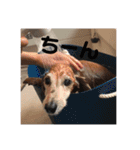 ももちゃんげきかわ（個別スタンプ：21）