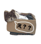 小針スタンプ（個別スタンプ：17）