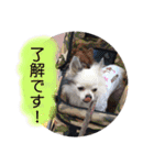 小針スタンプ（個別スタンプ：19）