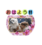 小針スタンプ（個別スタンプ：20）