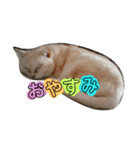 キッキちゃん（個別スタンプ：1）