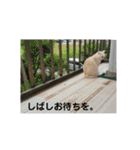 キッキちゃん（個別スタンプ：5）