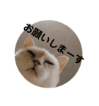 キッキちゃん（個別スタンプ：7）