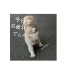 キッキちゃん（個別スタンプ：12）