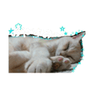 キッキちゃん（個別スタンプ：15）