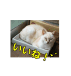 キッキちゃん（個別スタンプ：18）