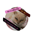 キッキちゃん（個別スタンプ：20）