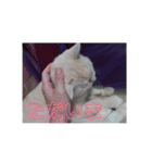 キッキちゃん（個別スタンプ：21）