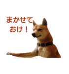 ソラマメタロウ（個別スタンプ：1）