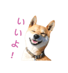 ソラマメタロウ（個別スタンプ：3）