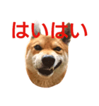 ソラマメタロウ（個別スタンプ：4）