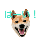 ソラマメタロウ（個別スタンプ：5）