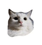 ぐうたら猫s（個別スタンプ：1）