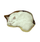 ぐうたら猫s（個別スタンプ：2）
