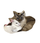 ぐうたら猫s（個別スタンプ：3）