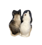 ぐうたら猫s（個別スタンプ：4）