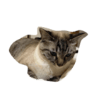 ぐうたら猫s（個別スタンプ：5）