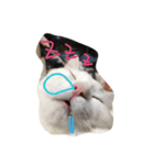 ぐうたら猫s（個別スタンプ：6）