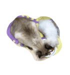 ぐうたら猫s（個別スタンプ：7）