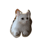 ぐうたら猫s（個別スタンプ：8）