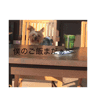 テリーは犬です（個別スタンプ：1）