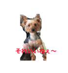 テリーは犬です（個別スタンプ：2）