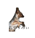 テリーは犬です（個別スタンプ：5）