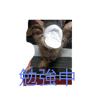 テリーは犬です（個別スタンプ：9）