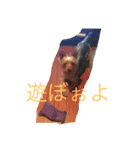 テリーは犬です（個別スタンプ：10）
