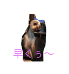 テリーは犬です（個別スタンプ：15）