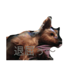 テリーは犬です（個別スタンプ：16）
