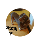 ダックスフンド,（個別スタンプ：3）