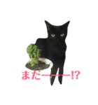 クロにゃ子（個別スタンプ：2）